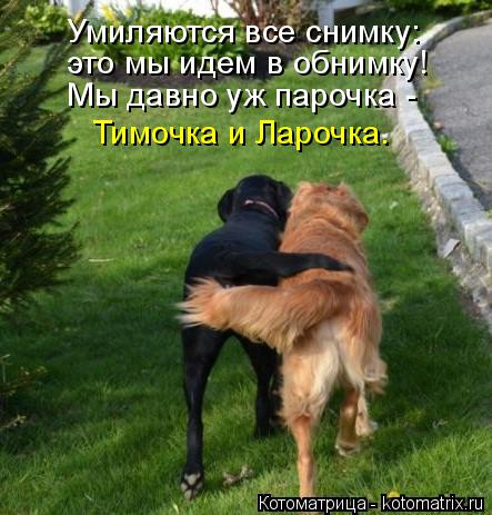Котоматрица: Умиляются все снимку: это мы идем в обнимку! Мы давно уж парочка - Тимочка и Ларочка.