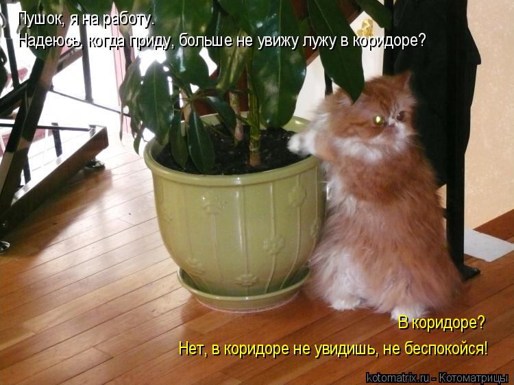 Котоматрица: Пушок, я на работу.  Надеюсь, когда приду, больше не увижу лужу в коридоре? В коридоре?  Нет, в коридоре не увидишь, не беспокойся!