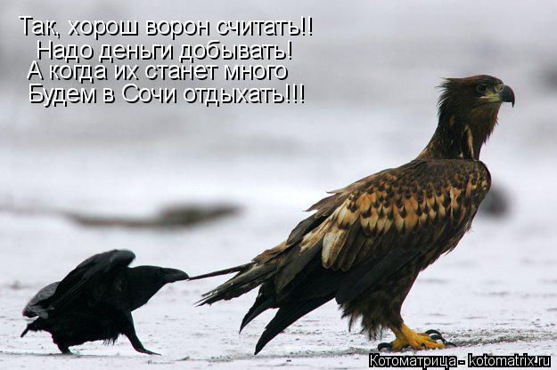 Котоматрица: Надо деньги добывать! Будем в Сочи отдыхать!!! Так, хорош ворон считать!! А когда их станет много