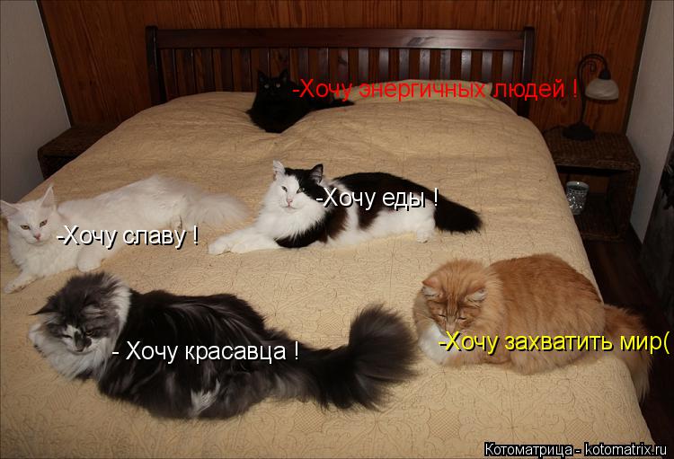 Котоматрица: -Хочу славу ! -Хочу еды ! - Хочу красавца ! -Хочу энергичных людей ! -Хочу захватить мир(