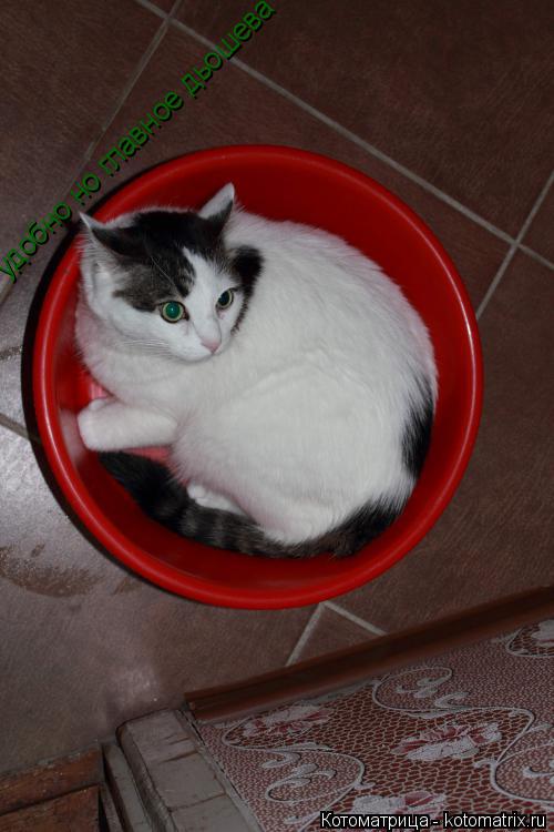 Котоматрица: удобно но главное дьошева