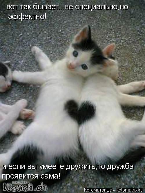Котоматрица: вот так бывает...не специально,но эффектно! и если вы умеете дружить,то дружба проявится сама!