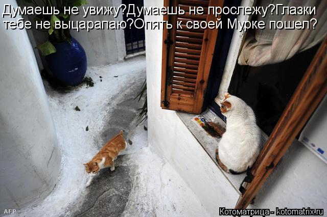 Котоматрица: Думаешь не увижу?Думаешь не прослежу?Глазки тебе не выцарапаю?Опять к своей Мурке пошел?