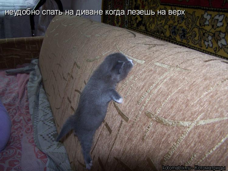 Котоматрица: неудобно спать на диване когда лезешь на верх