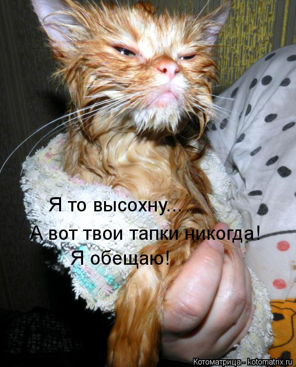 Я то высохну... А вот твои тапки никогда! Я обещаю!... Котоматрица: Я то высохну... А вот твои тапки никогда! Я обещаю!