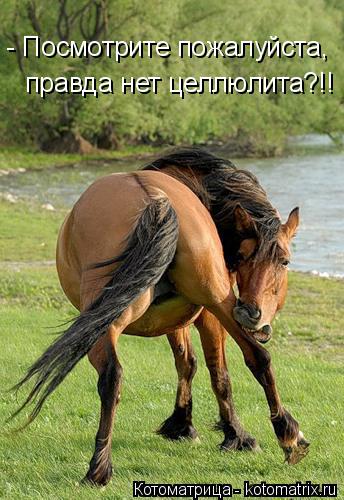 Котоматрица: - Посмотрите пожалуйста,   правда нет целлюлита?!!