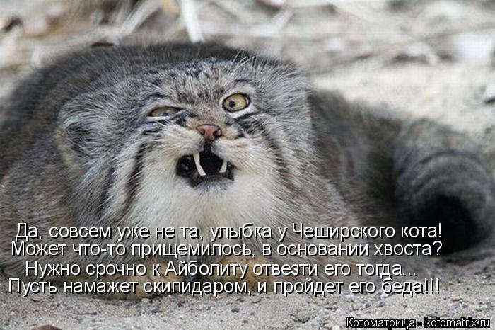 Котоматрица: Да, совсем уже не та, улыбка у Чеширского кота! Нужно срочно к Айболиту отвезти его тогда... Может что-то прищемилось, в основании хвоста? Пуст