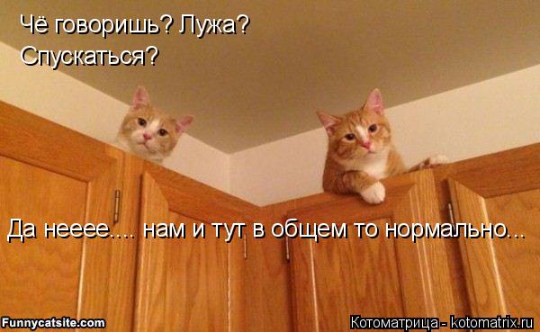 Чё говоришь? Лужа? Спускаться? Да нееее.... нам и тут в общем то нормально...... Котоматрица: Чё говоришь? Лужа? Спускаться? Да нееее.... нам и тут в общем то нормально...