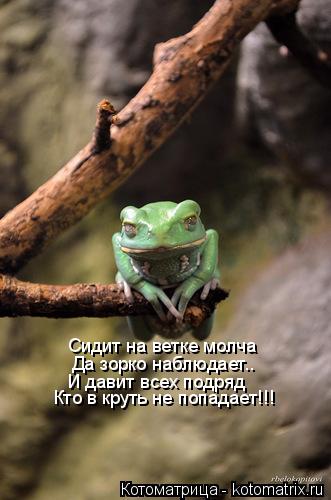 Котоматрица: Сидит на ветке молча Да зорко наблюдает.. И давит всех подряд Кто в круть не попадает!!!