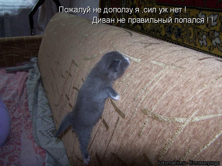 Котоматрица: Пожалуй не доползу я ,сил уж нет ! Диван не правильный попался ! !