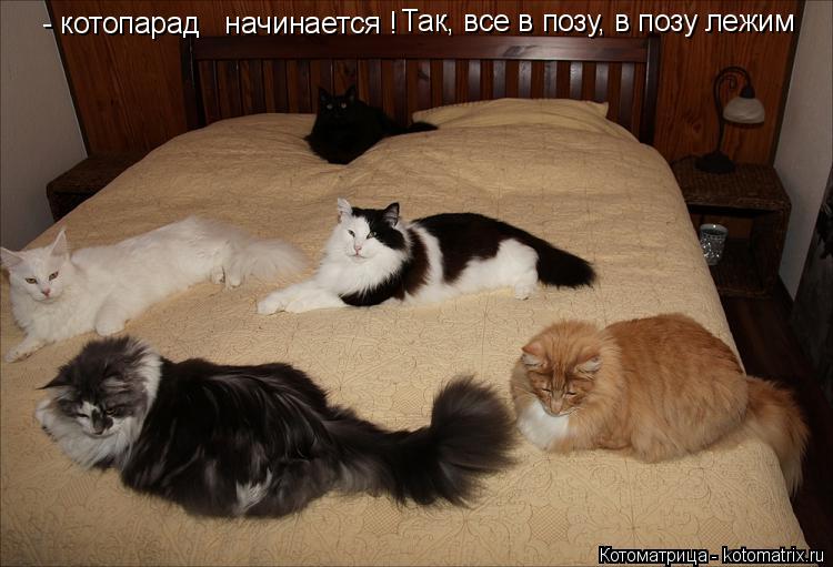 Котоматрица: - котопарад   начинается ! Так, все в позу, в позу лежим