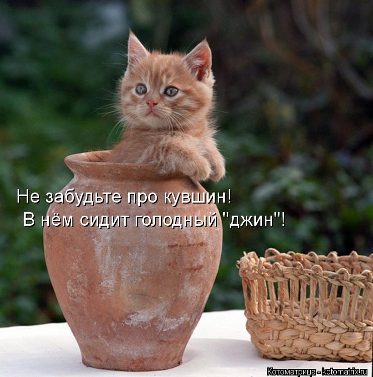 Котоматрица: Не забудьте про кувшин! В нём сидит голодный "джин"!