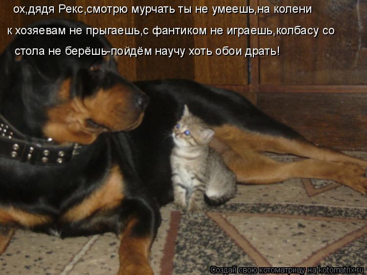 Котоматрица: ох,дядя Рекс,смотрю мурчать ты не умеешь,на колени  к хозяевам не прыгаешь,с фантиком не играешь,колбасу со  стола не берёшь-пойдём научу хот
