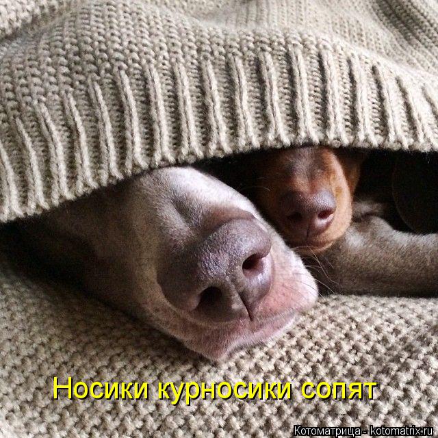 Котоматрица: Носики курносики сопят