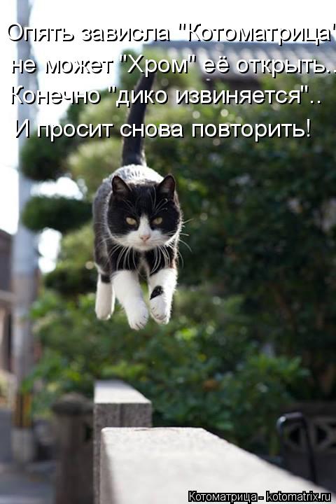 Котоматрица: Опять зависла "Котоматрица" не может "Хром" её открыть... Конечно "дико извиняется".. И просит снова повторить!