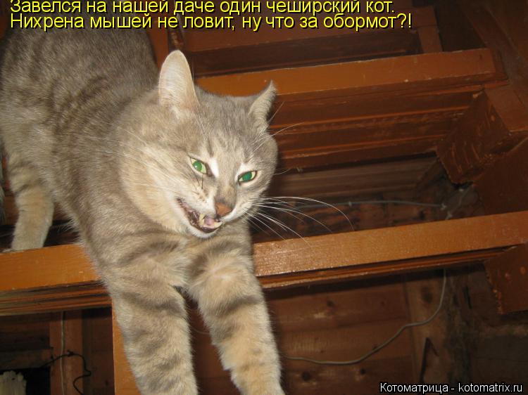 Котоматрица: Завелся на нашей даче один чеширский кот. Нихрена мышей не ловит, ну что за обормот?!