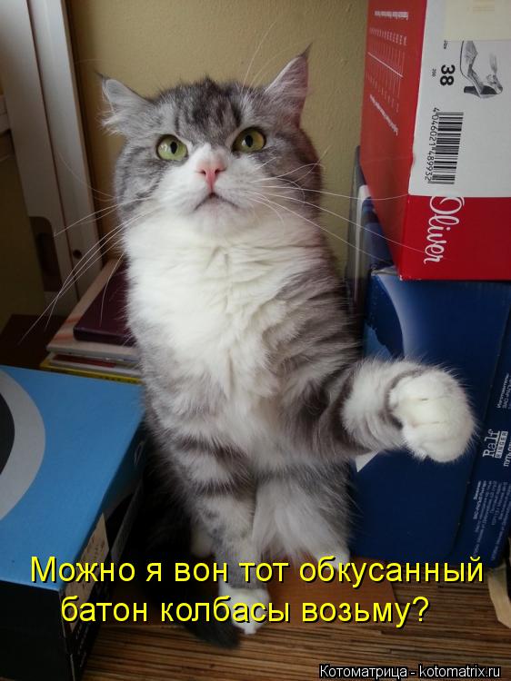 Котоматрица: Можно я вон тот обкусанный батон колбасы возьму?