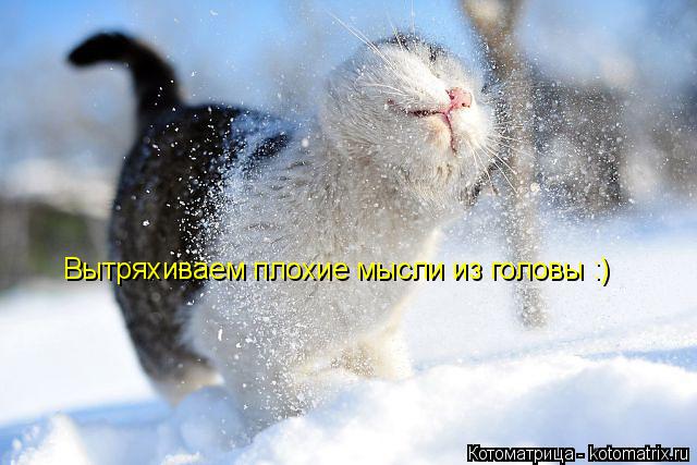 Котоматрица: Вытряхиваем плохие мысли из головы :)