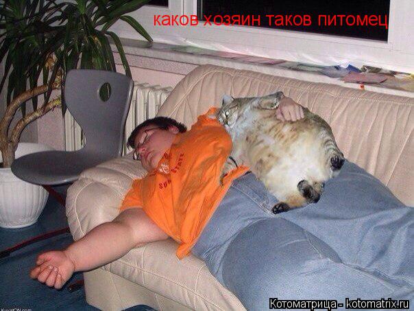 Котоматрица: каков хозяин таков питомец
