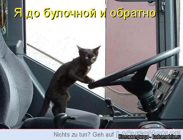 Котоматрица: Я до булочной и обратно