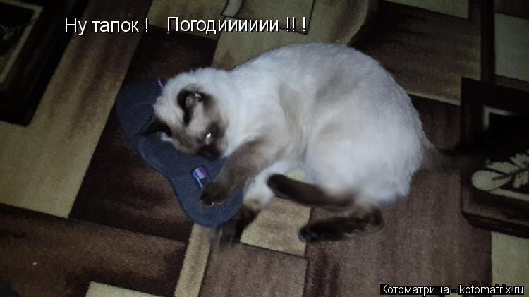 Котоматрица: Ну тапок ! Погодииииии !! !