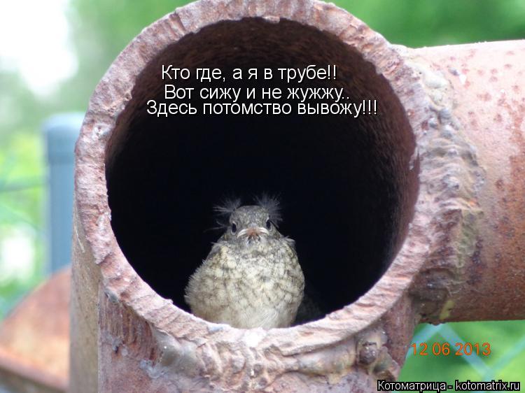 Котоматрица: Вот сижу и не жужжу.. Здесь потомство вывожу!!! Кто где, а я в трубе!!