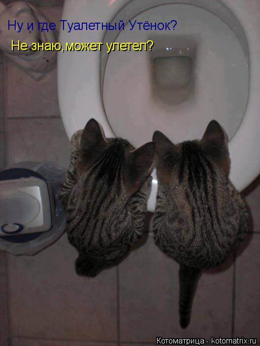 Котоматрица: Не знаю,может улетел? Ну и где Туалетный Утёнок?