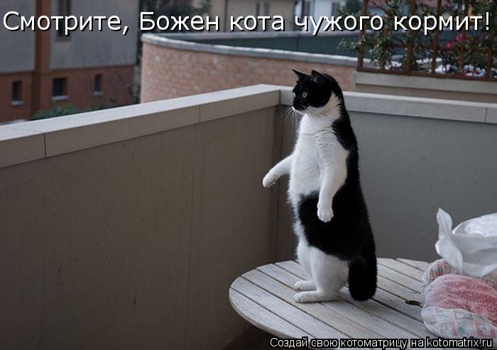 Cмотрите, Божен кота чужого кормит! Cмотрите, Божен кота чужого кормит!... Котоматрица: Cмотрите, Божен кота чужого кормит! Cмотрите, Божен кота чужого кормит!