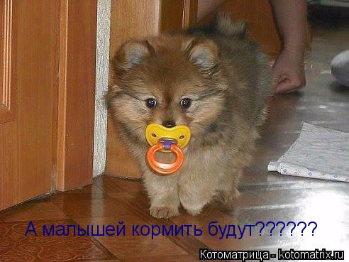 Котоматрица: А малышей кормить будут??????
