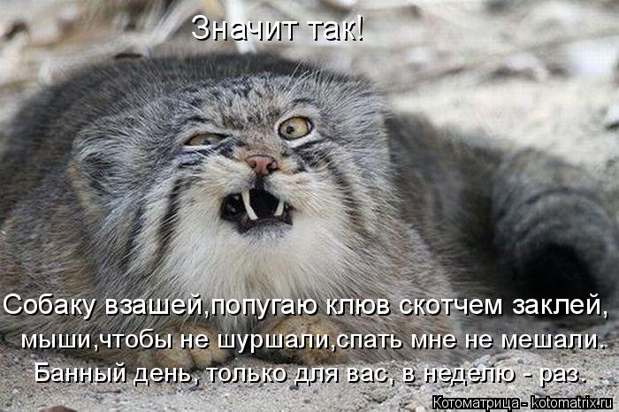 Котоматрица: Значит так! Собаку взашей,попугаю клюв скотчем заклей, мыши,чтобы не шуршали,спать мне не мешали. Банный день, только для вас, в неделю - раз.