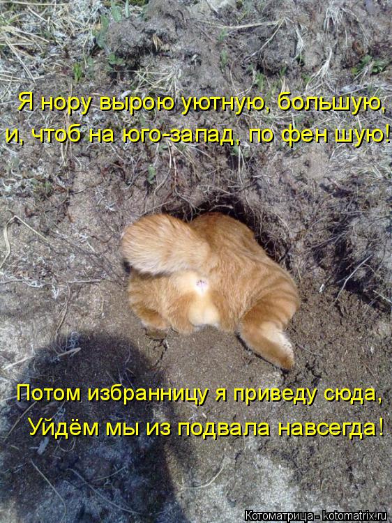 Котоматрица: и, чтоб на юго-запад, по фен шую! Я нору вырою уютную, большую, Потом избранницу я приведу сюда, Уйдём мы из подвала навсегда!