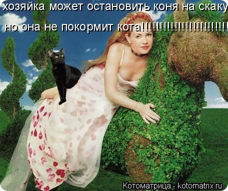 Котоматрица: хозяйка может остановить коня на скаку но она не покормит кота!!!!!!!!!!!!!!!!!!!!!!!!!!!