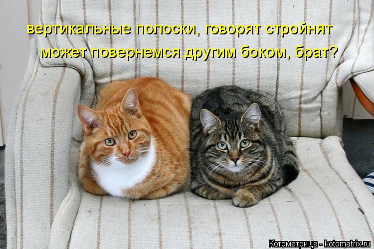 Котоматрица: вертикальные полоски, говорят стройнят  может повернемся другим боком, брат?