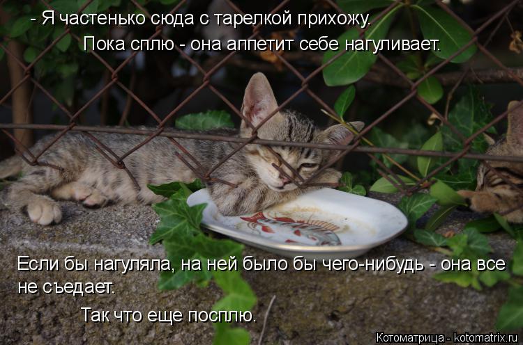 Котоматрица: - Я частенько сюда с тарелкой прихожу. Пока сплю - она аппетит себе нагуливает.  Так что еще посплю.  Если бы нагуляла, на ней было бы чего-нибу