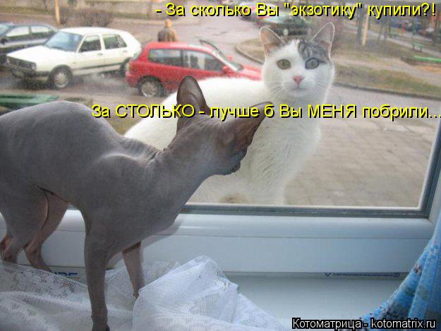 Котоматрица: - За сколько Вы "экзотику" купили?! За СТОЛЬКО - лучше б Вы МЕНЯ побрили...