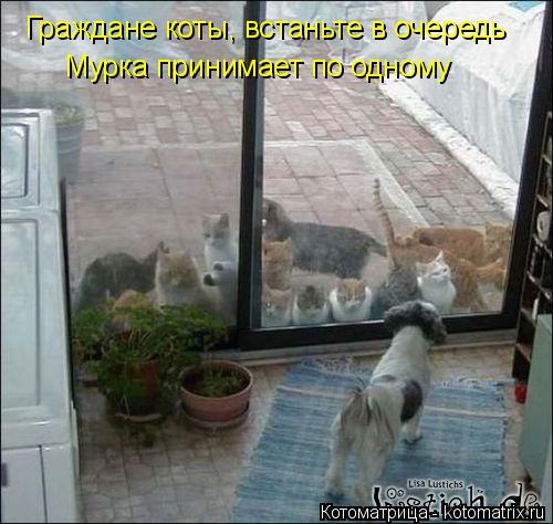 Котоматрица: Граждане коты, встаньте в очередь Мурка принимает по одному