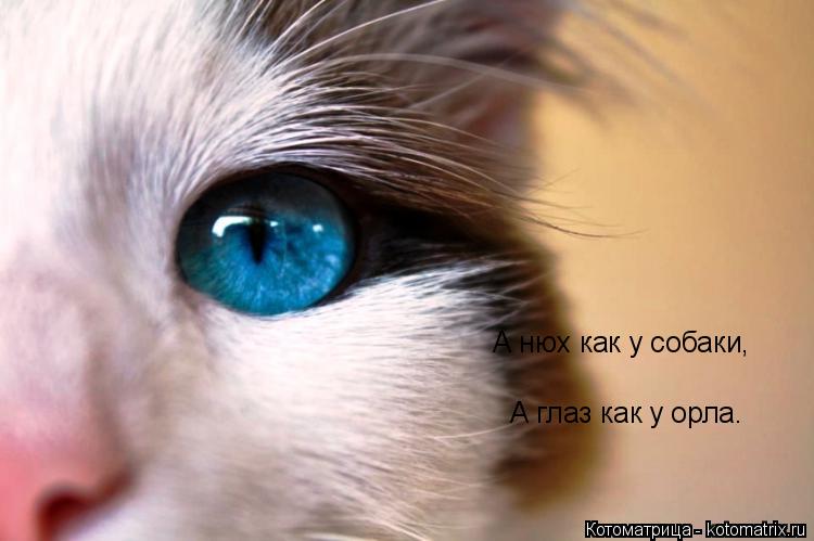 А нюх как у собаки, А глаз как у орла.... Котоматрица: А нюх как у собаки, А глаз как у орла.