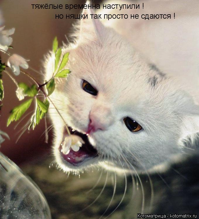Котоматрица: тяжёлые временна наступили ! но няшки так просто не сдаются !