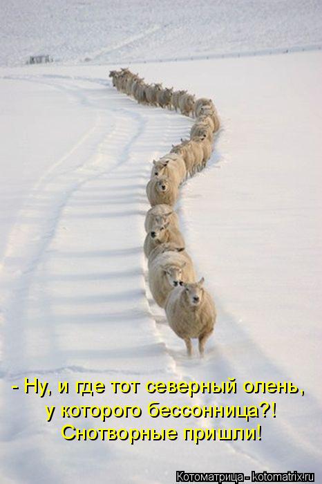 Котоматрица: - Ну, и где тот северный олень, у которого бессонница?! Снотворные пришли!