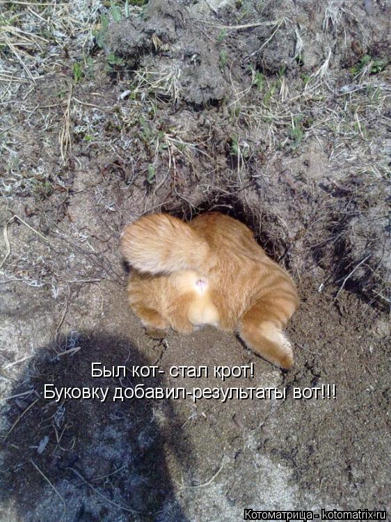Котоматрица: Был кот- стал крот! Буковку добавил-результаты вот!!!