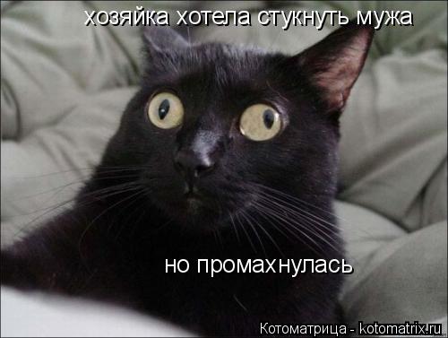 Котоматрица: хозяйка хотела стукнуть мужа но промахнулась