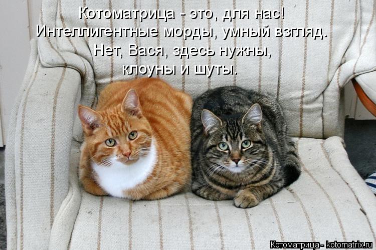 Котоматрица - это, для нас! Интеллигентные морды, умный взгляд. Нет, Вася, здесь нужны, клоуны и шут... Котоматрица: Котоматрица - это, для нас! Интеллигентные морды, умный взгляд. Нет, Вася, здесь нужны, клоуны и шуты.