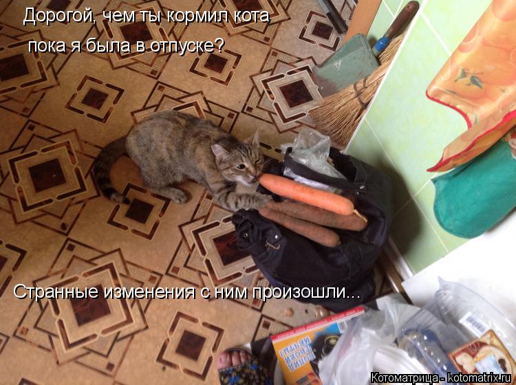 Дорогой, чем ты кормил кота пока я была в отпуске? Странные изменения с ним произошли...... Котоматрица: Дорогой, чем ты кормил кота пока я была в отпуске? Странные изменения с ним произошли...