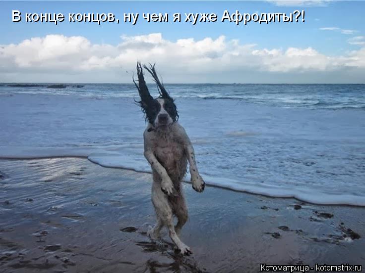 В конце концов, ну чем я хуже Афродиты?!... Котоматрица: В конце концов, ну чем я хуже Афродиты?!