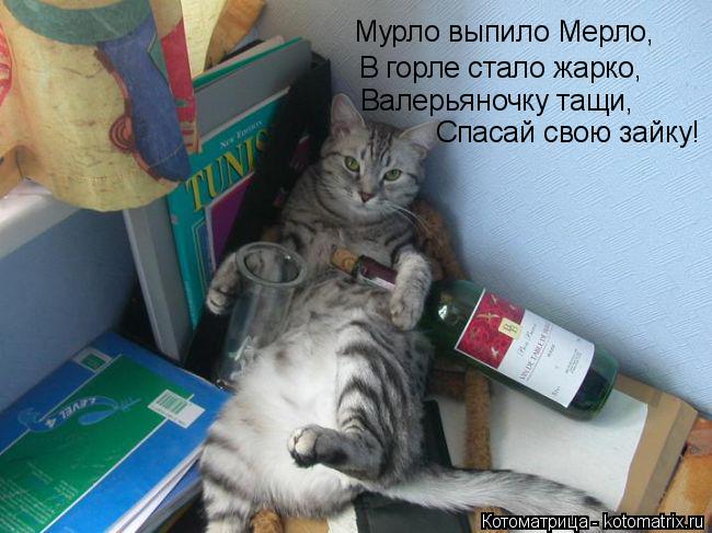 Мурло выпило Мерло, В горле стало жарко, Валерьяночку тащи, Спасай свою зайку!... Котоматрица: Мурло выпило Мерло, В горле стало жарко, Валерьяночку тащи, Спасай свою зайку!