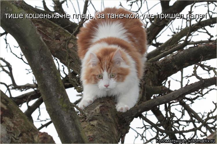 Котоматрица: тише кошенька не плачь, за танечкой уже пришел палач