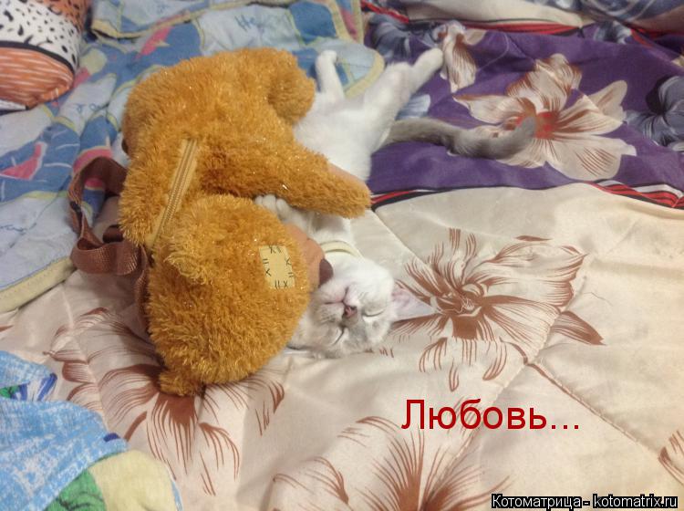Любовь...... Котоматрица: Любовь...