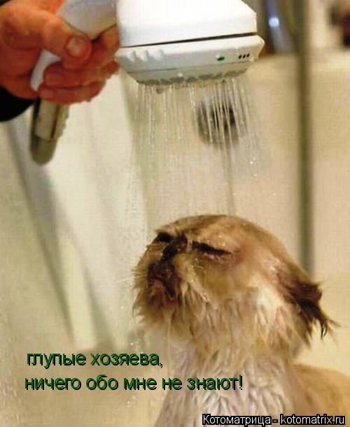Котоматрица: глупые хозяева, ничего обо мне не знают!