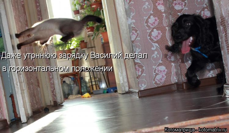 Даже утрннюю зарядку Василий делал в горизонтальном положении... Котоматрица: Даже утрннюю зарядку Василий делал в горизонтальном положении