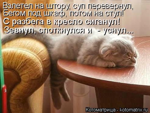 Взлетел на штору, суп перевернул, Бегом под шкаф, потом на стул! С разбега в кресло сиганул! Зевнул, ... Котоматрица: Взлетел на штору, суп перевернул, Бегом под шкаф, потом на стул! С разбега в кресло сиганул! Зевнул, споткнулся и - уснул...